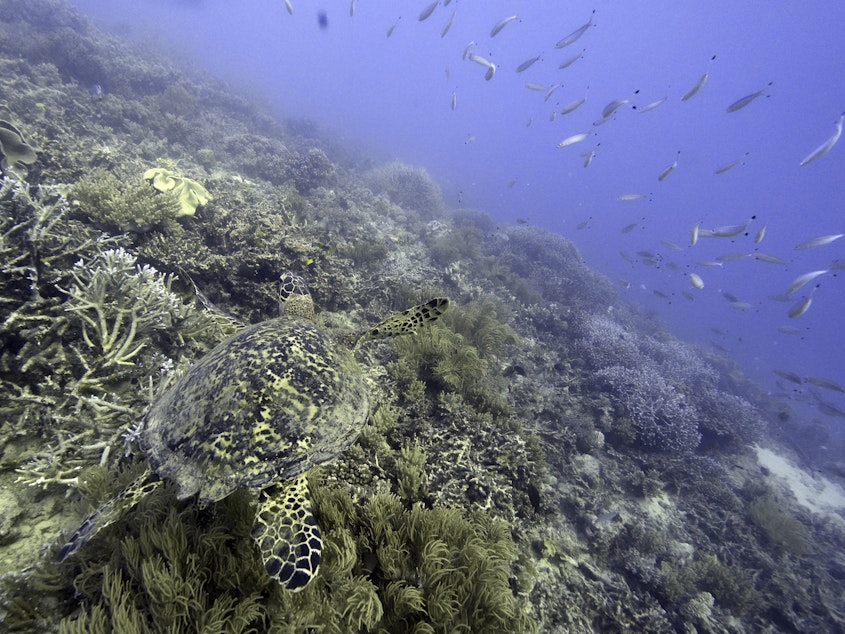 caption: A sea turtle swims over corals on Moore Reef in Gunggandji Sea Country off the coast of Queensland in eastern Australia on Nov. 13, 2022.