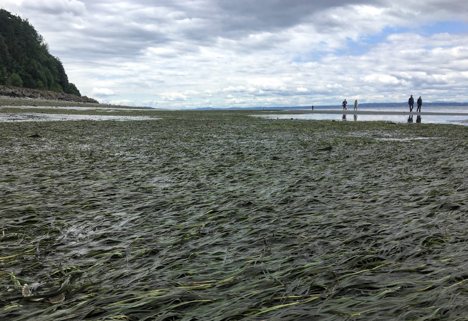 caption: Beachgoers walk by an eelgrass meadow exposed by an extreme low tide on June 14 in Shoreline, Washington.