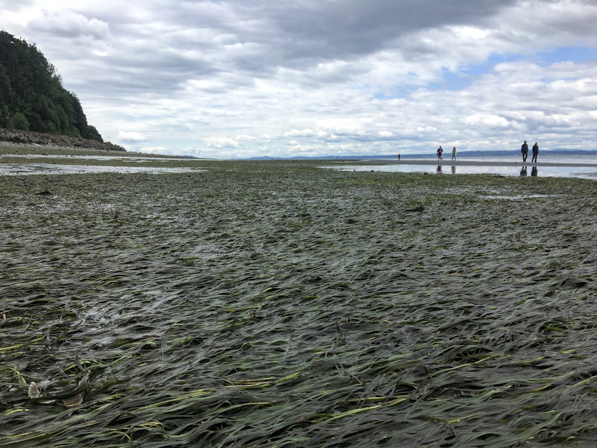 caption: Beachgoers walk by an eelgrass meadow exposed by an extreme low tide on June 14 in Shoreline, Washington.