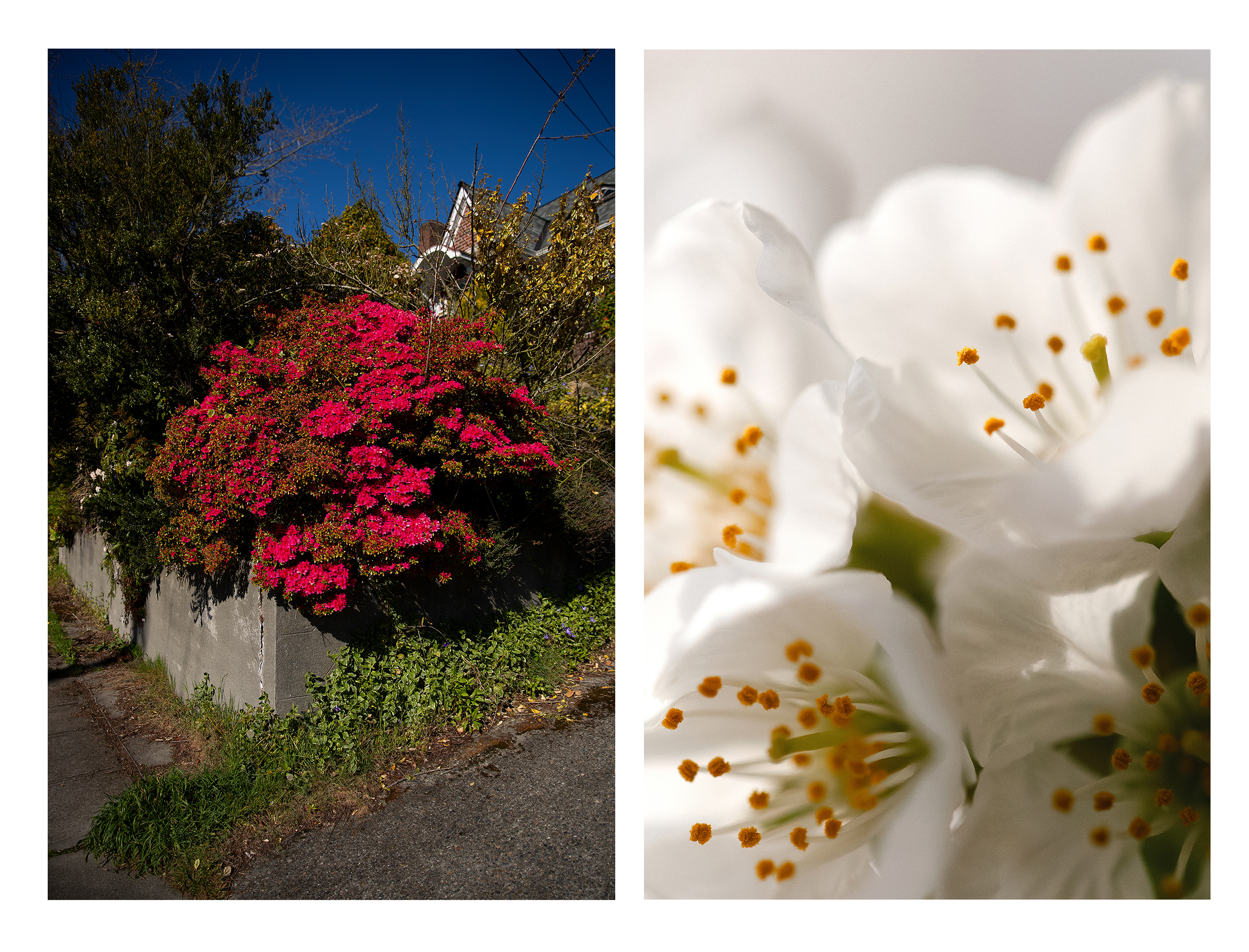 caption: A blossoming rhododendron plant, left, is shown on Thursday, April 9, 2026, in Seattle. A cherry blossom is photographed with a macro lens, right, on Tuesday, April 7, 2026, in Seattle.