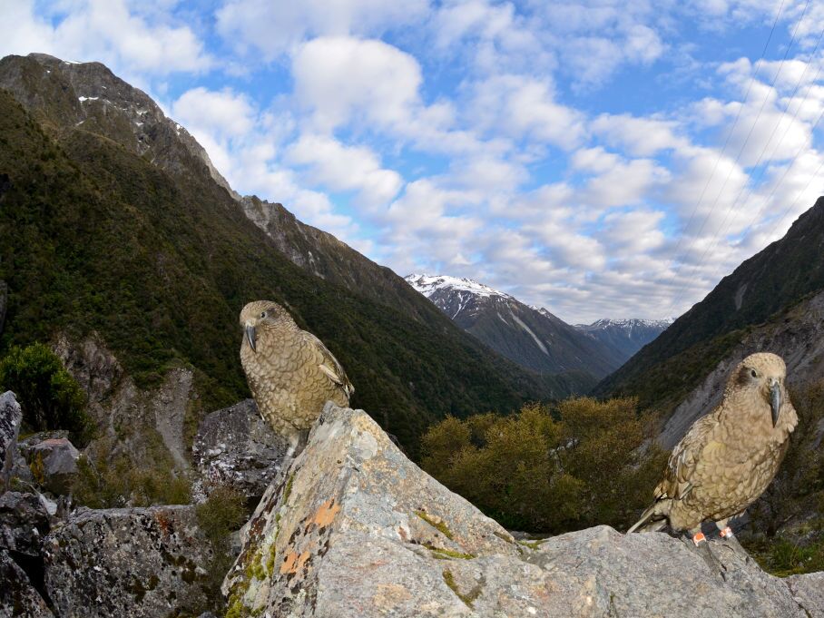 caption: Two Kea birds, Arthurs Pass South Island New Zealand.  The species is listed as threatened in that country and climate change is among the reasons their numbers are in danger.