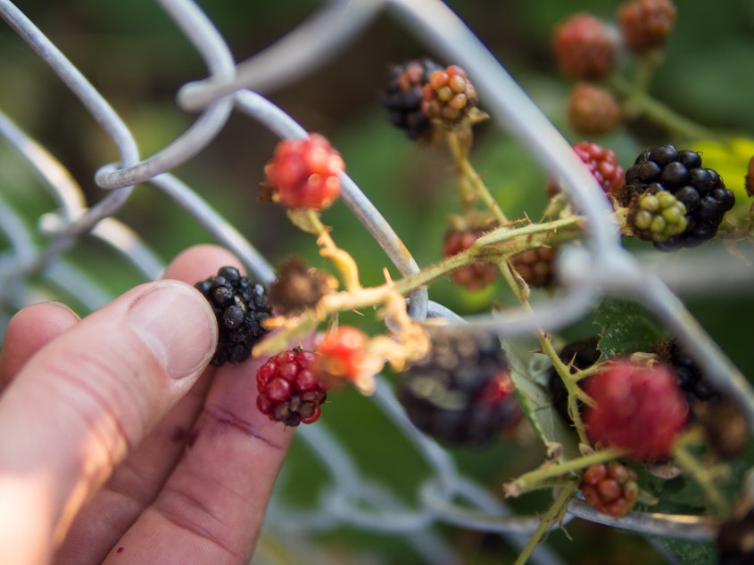 caption: Picking blackberries
