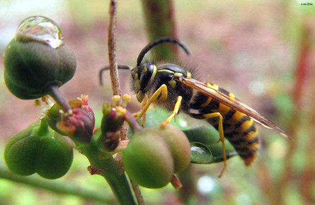 caption: <p>A yellow jacket waits for its wings to dry after a rain shower in this Oct. 23, 2017, photo.</p>