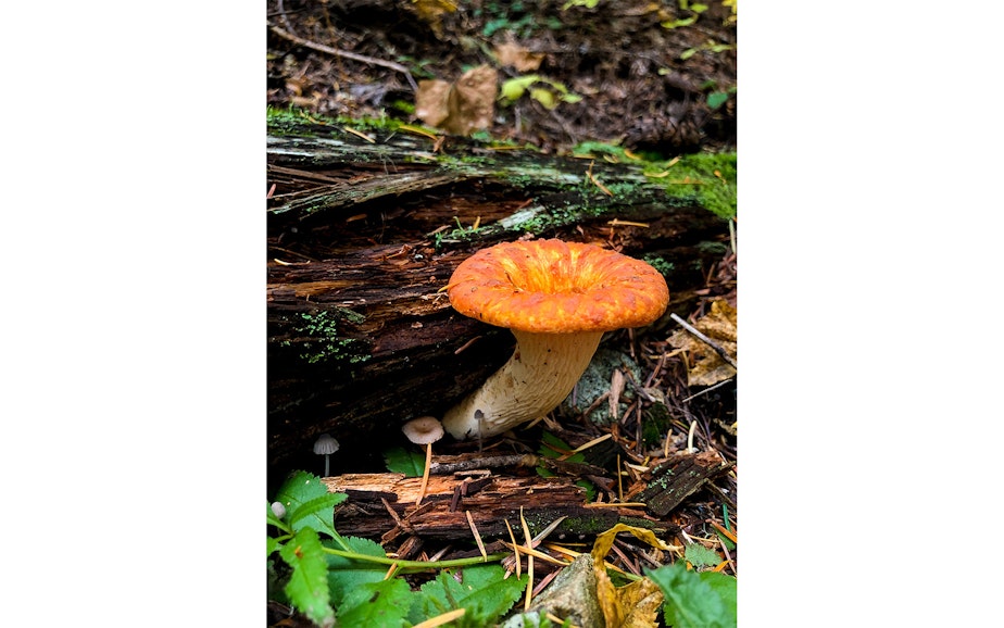 caption: Mushrooms in the Cascades of Washington state during a mushrooming event in mid-October 2019.