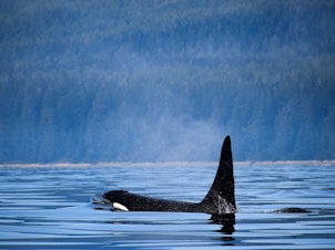 caption: An orca surfaces near Vancouver Island, Canada. The country's Parliament has passed legislation banning the practice of breeding and holding dolphins, whales and porpoises in captivity.