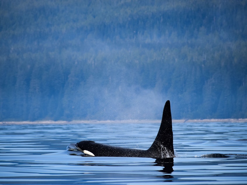 caption: An orca surfaces near Vancouver Island, Canada. The country's Parliament has passed legislation banning the practice of breeding and holding dolphins, whales and porpoises in captivity.