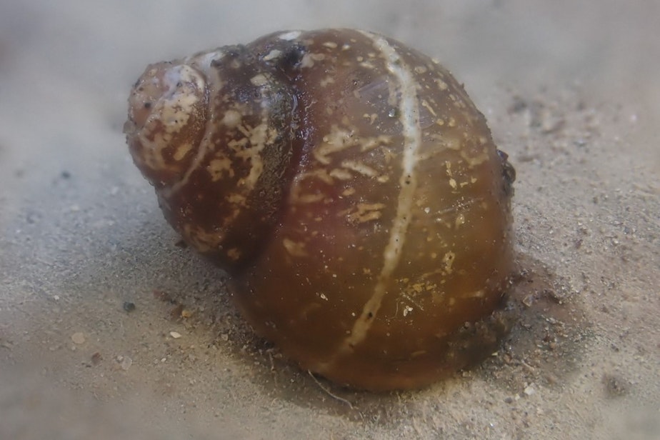 caption: An ashy pebblesnail, one of two Columbia River basin snails proposed for endangered-species protection by advocates in April.