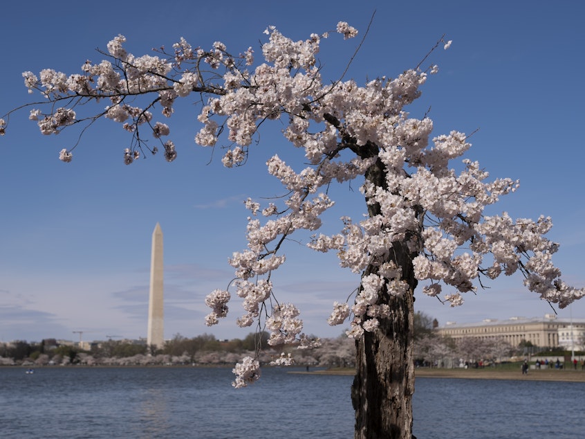 caption: The Washington Monument is visible behind a cherry tree affectionally nicknamed 'Stumpy', March 19, 2024 in Washington.