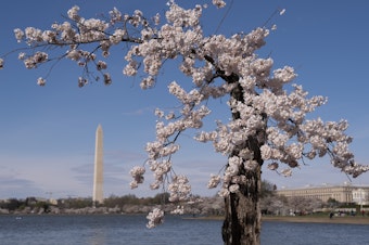 caption: The Washington Monument is visible behind a cherry tree affectionally nicknamed 'Stumpy', March 19, 2024 in Washington.