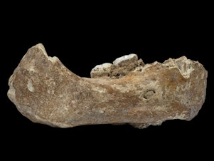 caption: The Xiahe mandible was originally found in 1980 in Baishiya Karst Cave. Researchers say the bone is 160,000 years old and came from a Denisovan.