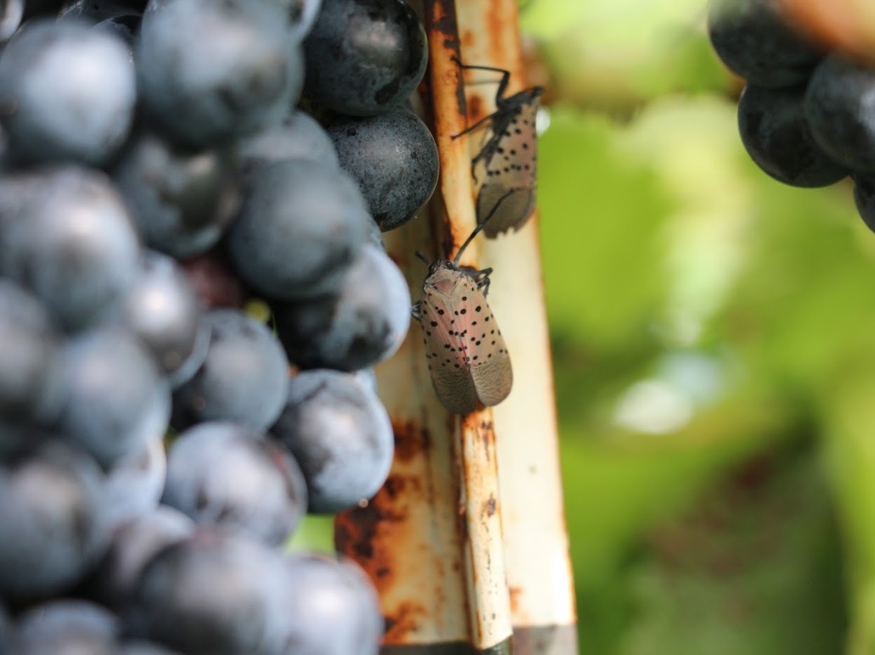 caption: An adult spotted lanternfly searches for tasty grapevines at Vynecrest Vineyards and Winery, near Allentown, Pa.