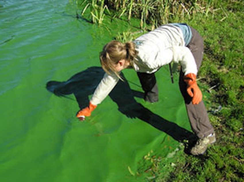 caption: Marisa Burghdoff of Snohomish County tests an algae bloom at Lake Ketchum in the county's northwestern corner.