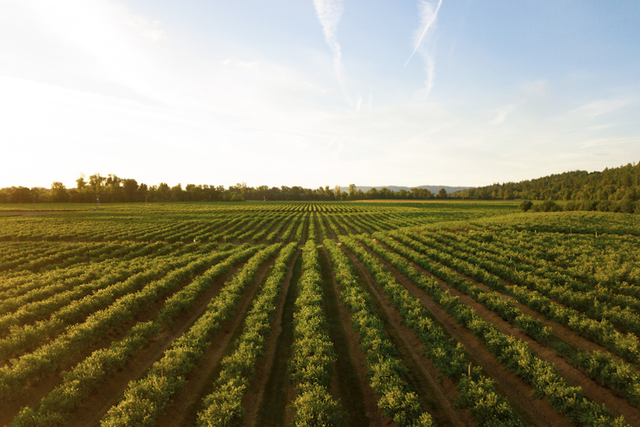 wine winery oregon willamette grapes