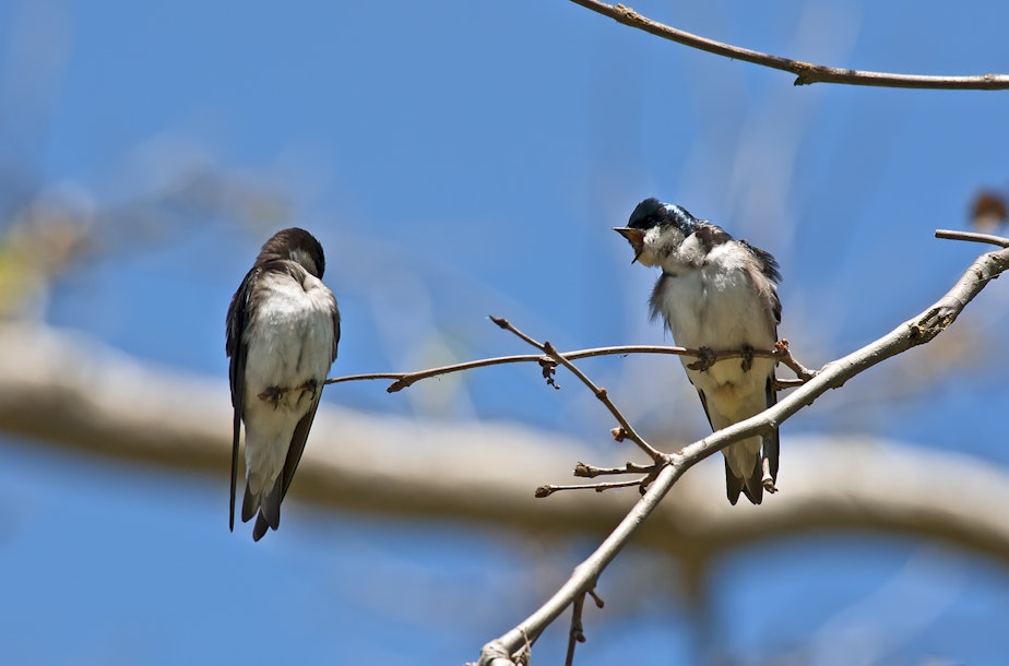 caption: Tree swallows in Atascadero.
