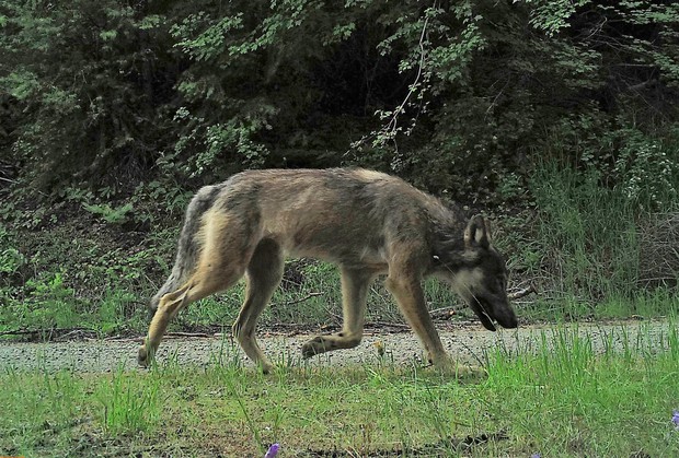 caption: <p>A male wolf from the Sherman Pack captured by camera trap.</p>
