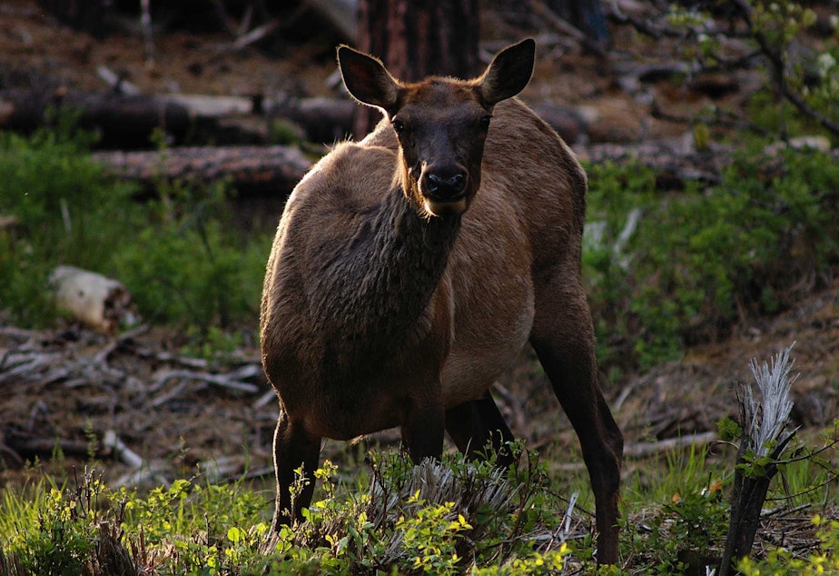 caption: An elk near Liberty, Washington, east of the range of the North Rainier herd.