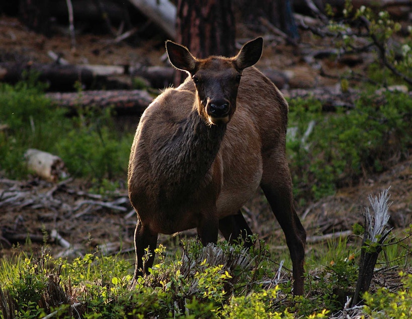 caption: An elk near Liberty, Washington, east of the range of the North Rainier herd.