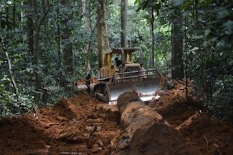 caption: <p>A bulldozer opening a secondary logging road in a tropical rainforest in Gabon.</p>