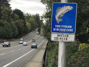 caption: First Avenue South in Normandy Park, Washington. Most coho salmon returning to Miller Creek die before they can spawn due to toxic road runoff.