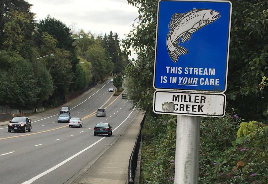 caption: First Avenue South in Normandy Park, Washington. Most coho salmon returning to Miller Creek die before they can spawn.