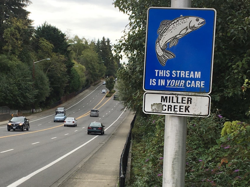 caption: First Avenue South in Normandy Park, Washington. Most coho salmon returning to Miller Creek die before they can spawn due to toxic road runoff.