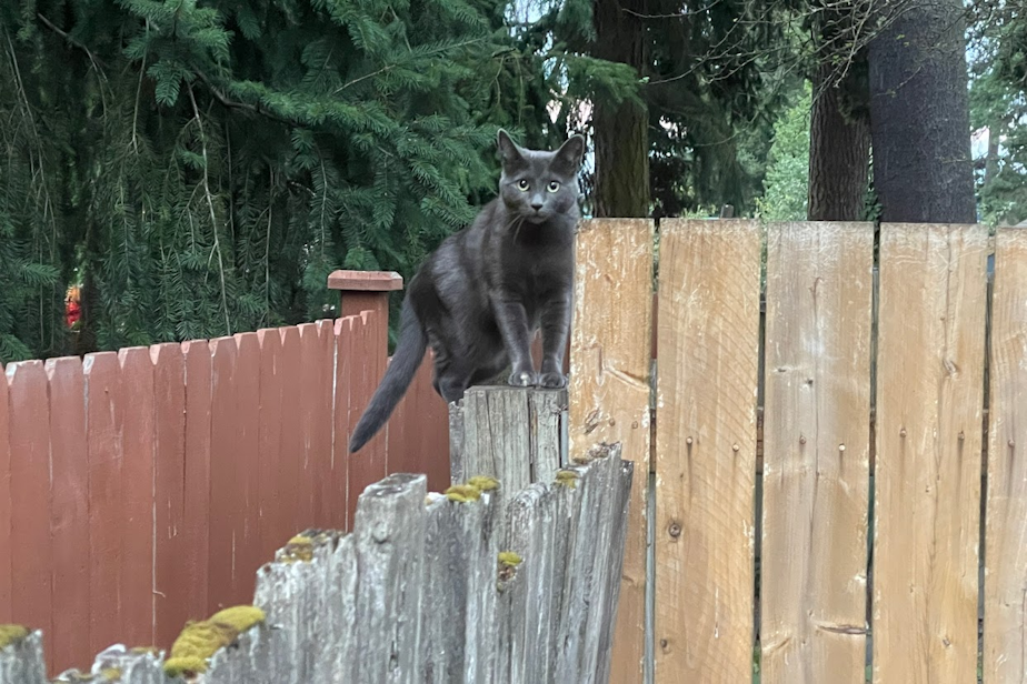 caption: An outdoor cat roams through Shoreline, Washington, in August 2022. 