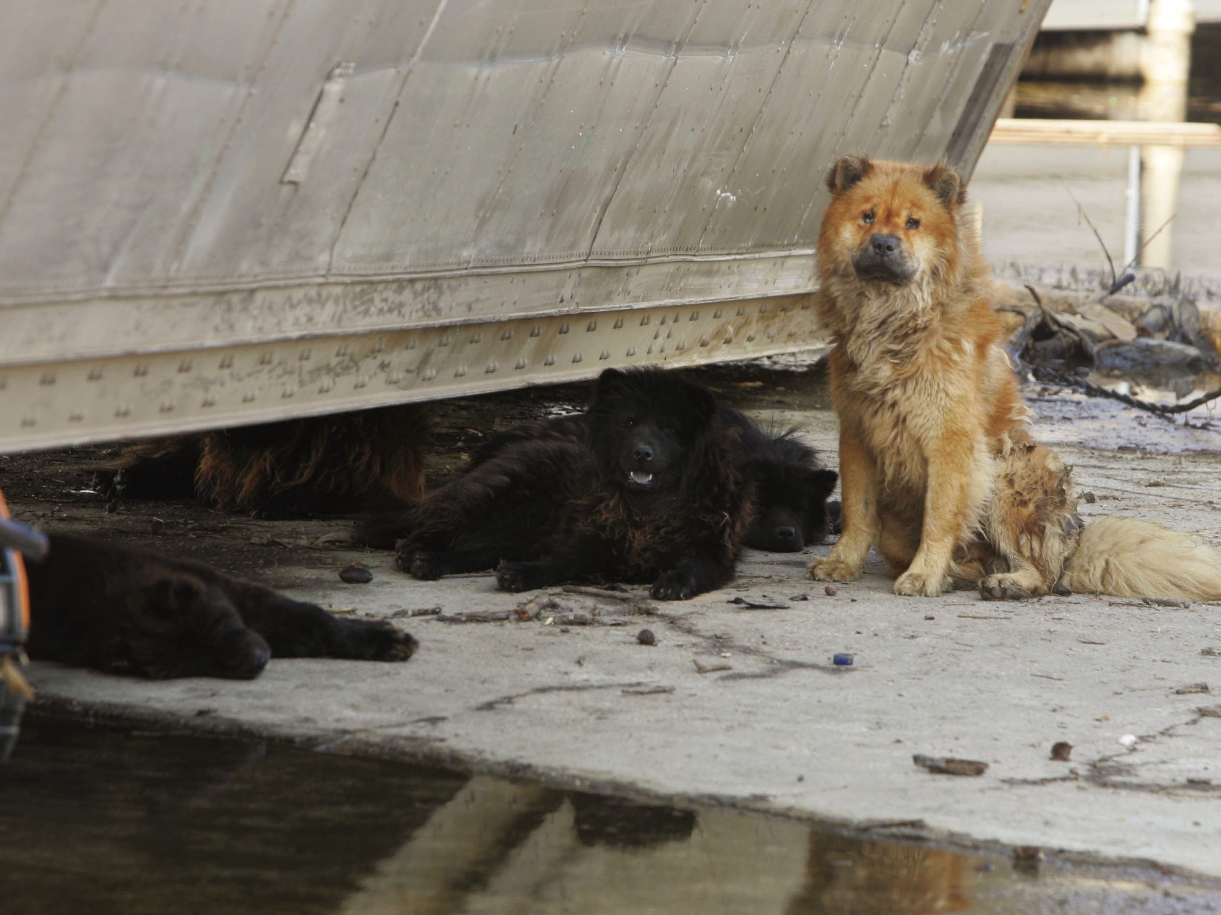 caption: Tens of thousands of pets — if not hundreds of thousands — were left in places like New Orleans during Hurricane Katrina because disaster response agencies told people to leave pets behind.