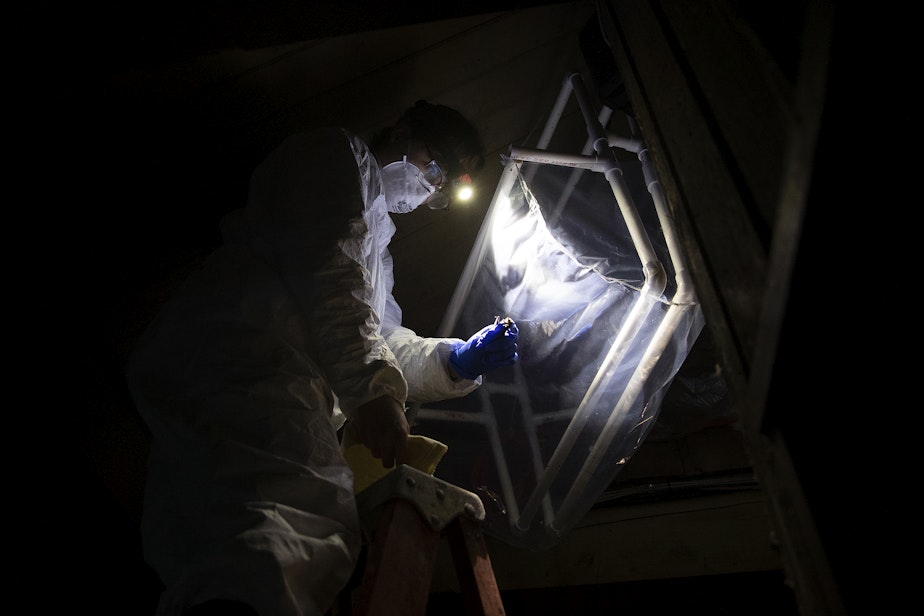 caption: Biologist Leah Rensel removes bats from a homemade trap before testing them for white-nose syndrome at Northwest Trek Wildlife Park in Eatonville on June 1.