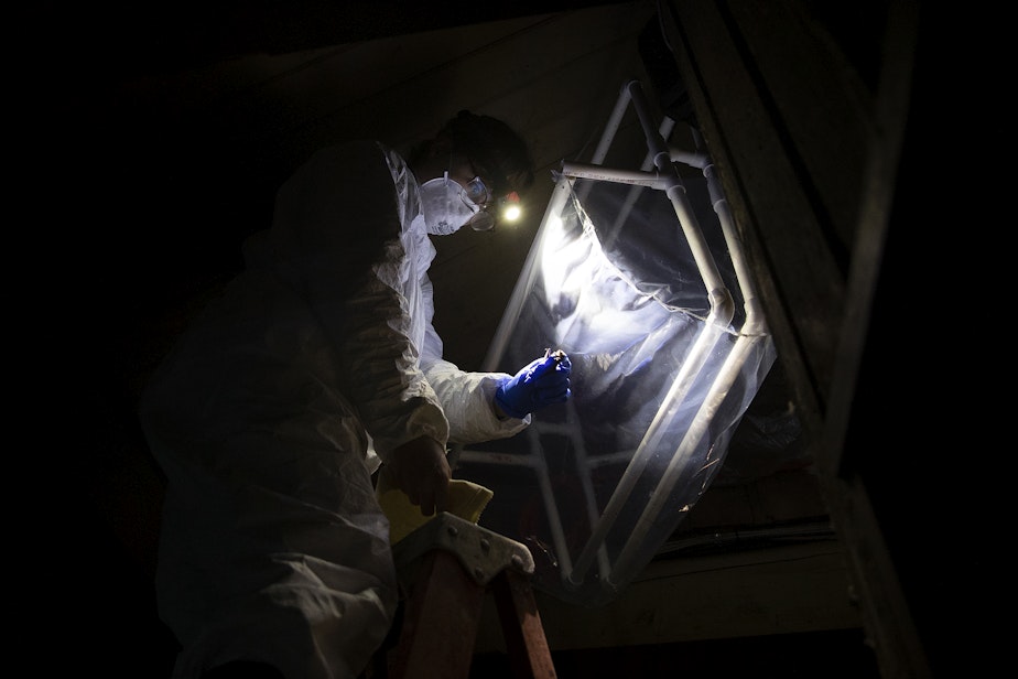 caption: Biologist Leah Rensel removes bats from a homemade trap before testing them for white-nose syndrome at Northwest Trek Wildlife Park in Eatonville on June 1. 