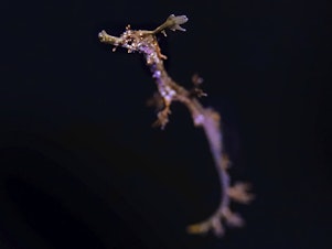 caption: A baby weedy seadragon swims at the Birch Aquarium in La Jolla, Calif. Two of the rare fish hatched there recently, making the aquarium one of the few in the world to successfully breed them.
