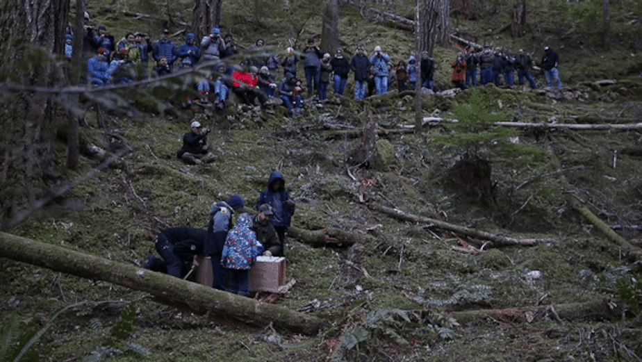 caption: One of the six fishers is released on Wednesday December 5, 2018, at the North Cascades Visitor Center in Newhalem.  KUOW Photo/Megan Farmer 