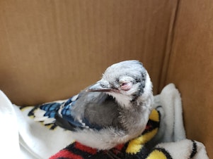 caption: Veterinarian Belinda Burwell began receiving reports of sick songbirds in Virginia last month. This male blue jay was completely blind and was hopping in circles because of dizziness. He had to be euthanized.