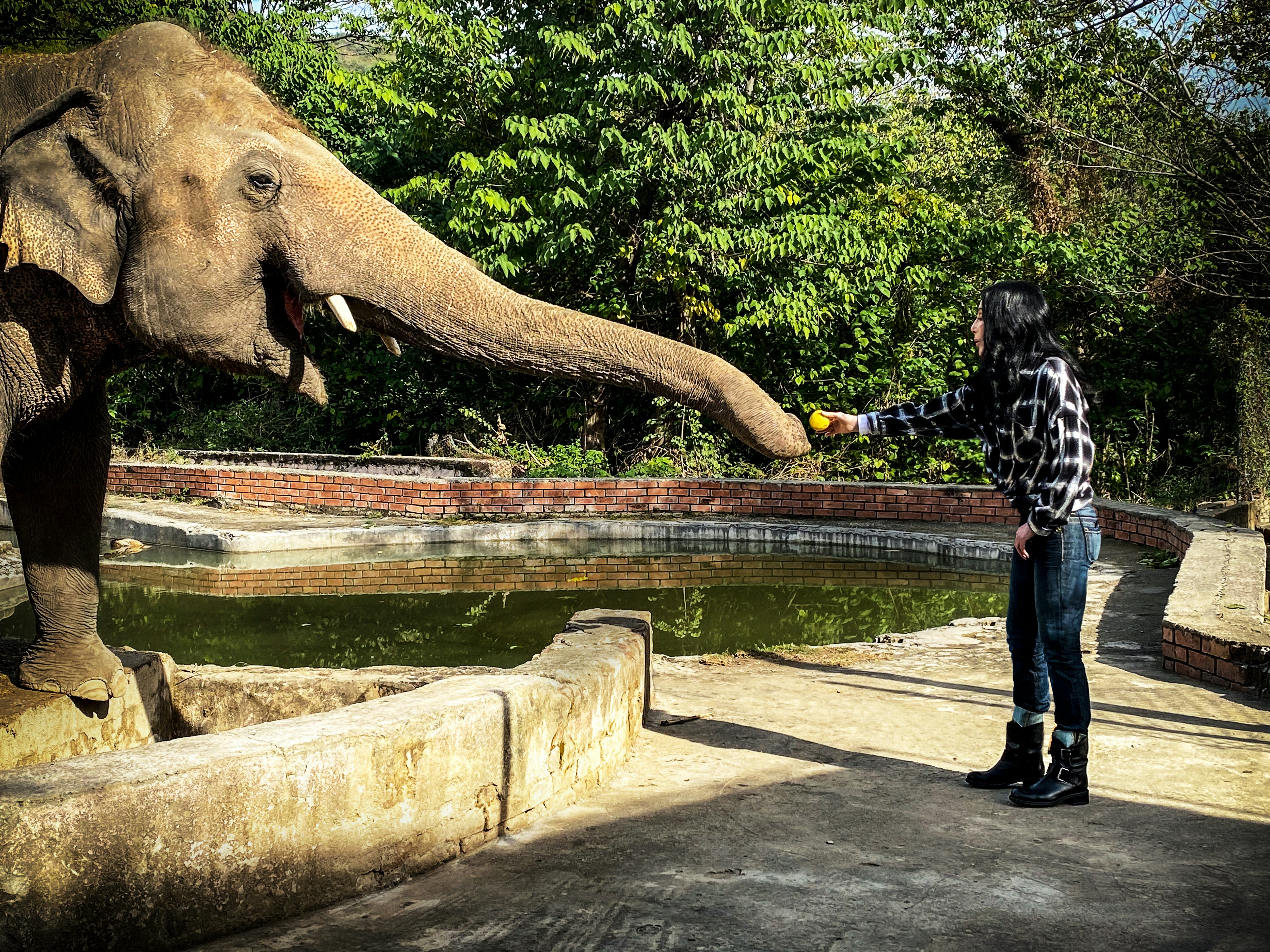 KUOW - Cher, An Elephant, And The Power Of Celebrity - Vimarsana News