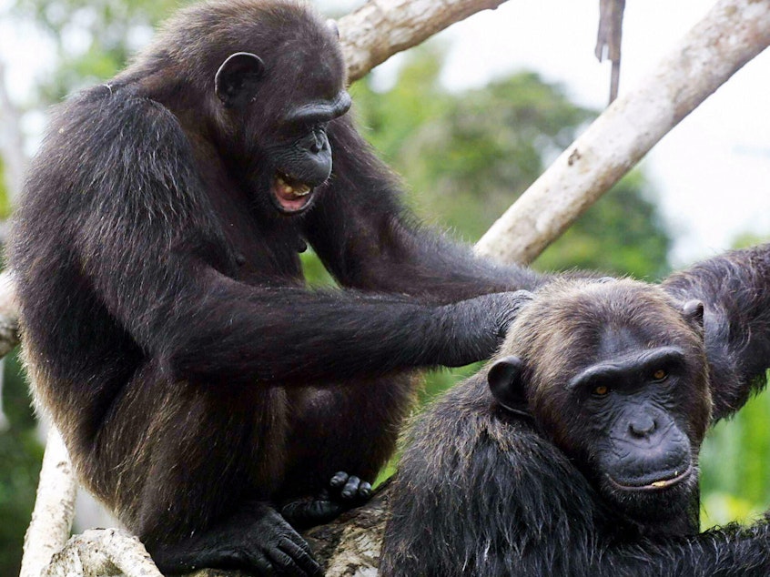 KOUILOU, CONGO: A picture taken 09 February 2005 shows chimpanzees in the Conkouati Douli national park, in the Kouilou region, southeastern Congo Brazzaville. AFP PHOTO DESIREY MINKOH (Photo credit should read DESIREY MINKOH/AFP via Getty Images)