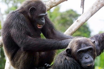 KOUILOU, CONGO: A picture taken 09 February 2005 shows chimpanzees in the Conkouati Douli national park, in the Kouilou region, southeastern Congo Brazzaville. AFP PHOTO DESIREY MINKOH (Photo credit should read DESIREY MINKOH/AFP via Getty Images)