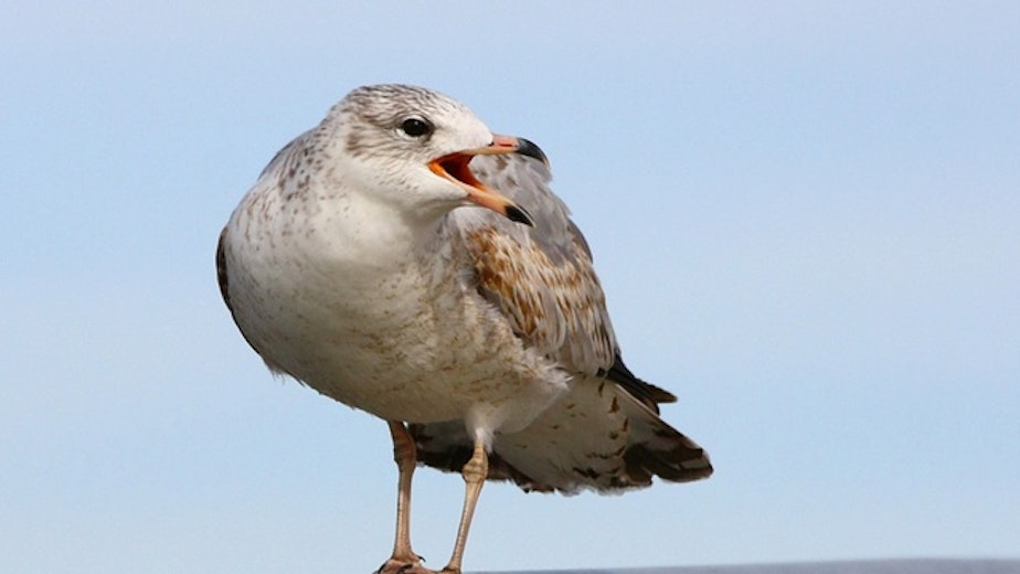 caption: The ring-billed gull. It's one of three types of bird that will be shot if non-lethal hazing fails to stop them from eating juvenile salmon and steelhead at five dams on the Columbia and lower Snake rivers.