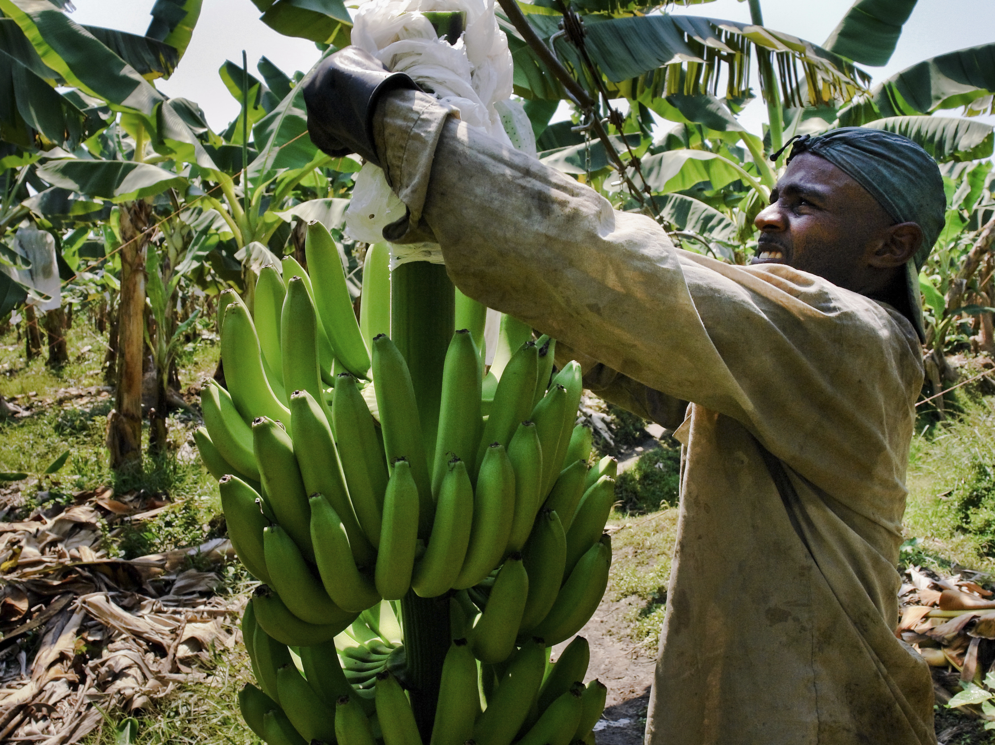 caption: A Colombian worker checks the plastic protection cover over a banana bunch on a plantation in Aracataca, Colombia. A dreaded fungus that has destroyed banana plantations in Asia has now spread to Latin America.