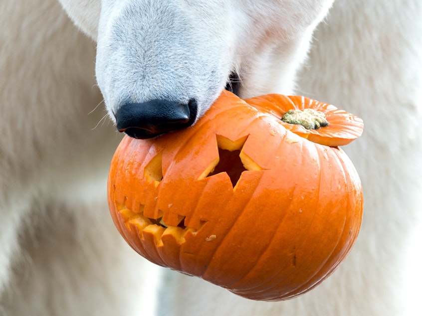 caption: A polar bear eats a pumpkin in the zoo in Hanover, Germany, 26 October 2017. Pumpkins are a source of enrichment for the animals and a way to draw visitors to the zoos.