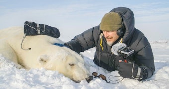 caption: Host Chris Morgan with a female polar bear, found without cubs on the coast of Hudson Bay. She was safely drugged by veteran polar bear biologists who study the impacts of climate change on the subarctic.