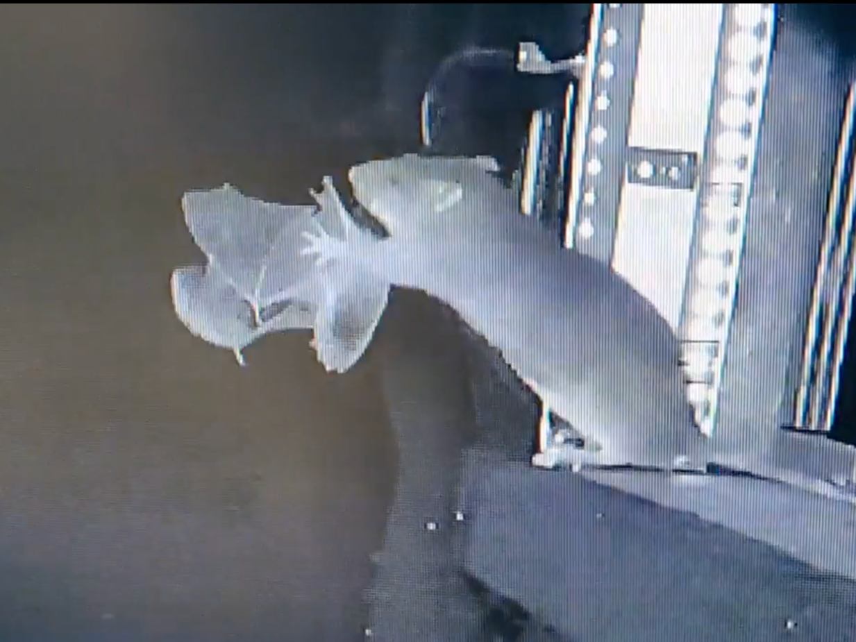 caption: Scientists were surprised to see their recording of swarming bats revealed a rat attack.