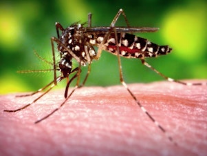 caption: A female <em>Aedes aegypti</em> mosquito, the species that transmits dengue, draws blood meal from a human host.