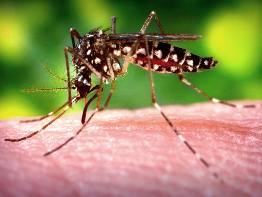 caption: A female <em>Aedes aegypti</em> mosquito, the species that transmits dengue, draws blood meal from a human host.