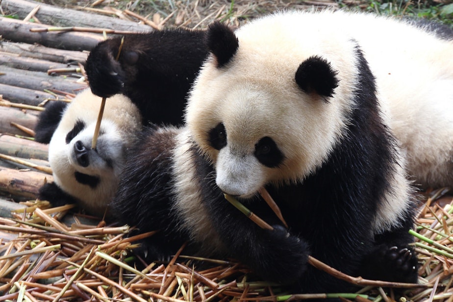caption: File photo of pandas.