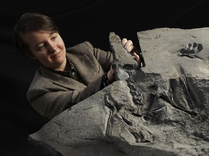 caption: University of Edinburgh Ph.D. student Natalia Jagielska poses for a photo with the world's largest Jurassic pterosaur unearthed on the Isle of Skye. Jagielska is the author of a new scientific paper describing the find.