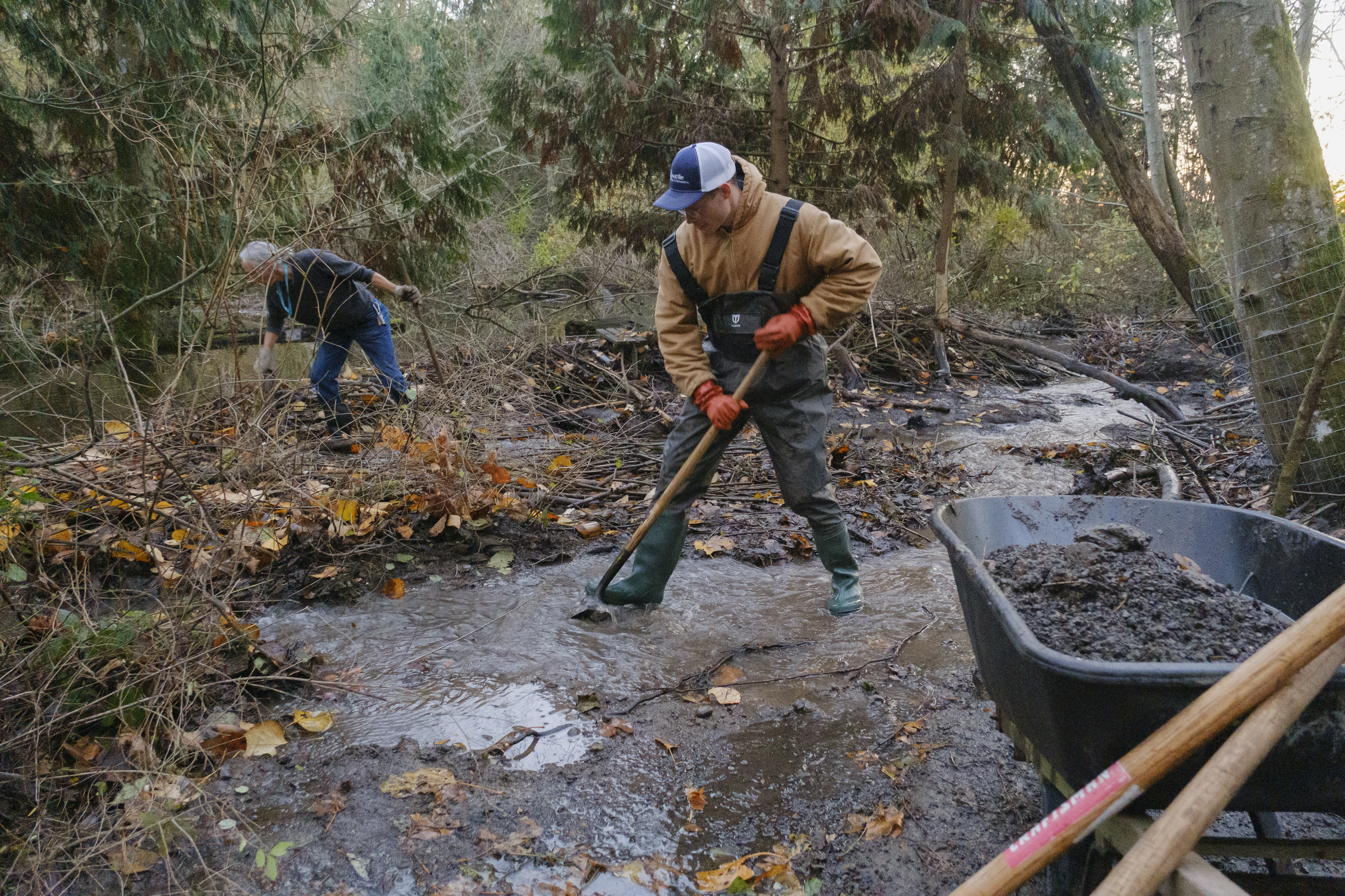 KUOW - A beaver dam blocked spawning salmon at Carkeek Park. Now humans are  giving nature a nudge