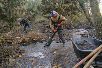 caption: David Koon with Carkeek Watershed Community Action Project (left) and Matthew Hilliard (right) with the City of Seattle’s Department of Parks & Rec widen a channel for salmon to pass next to a beaver dam at Carkeek Park. Nov. 17, 2023.