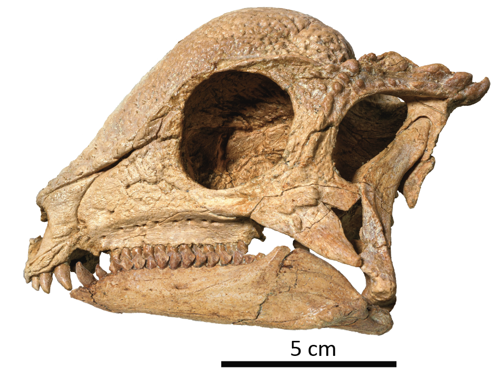 caption: The skull of pachycephalosaur <em>Zavacephale rinpoche.</em>