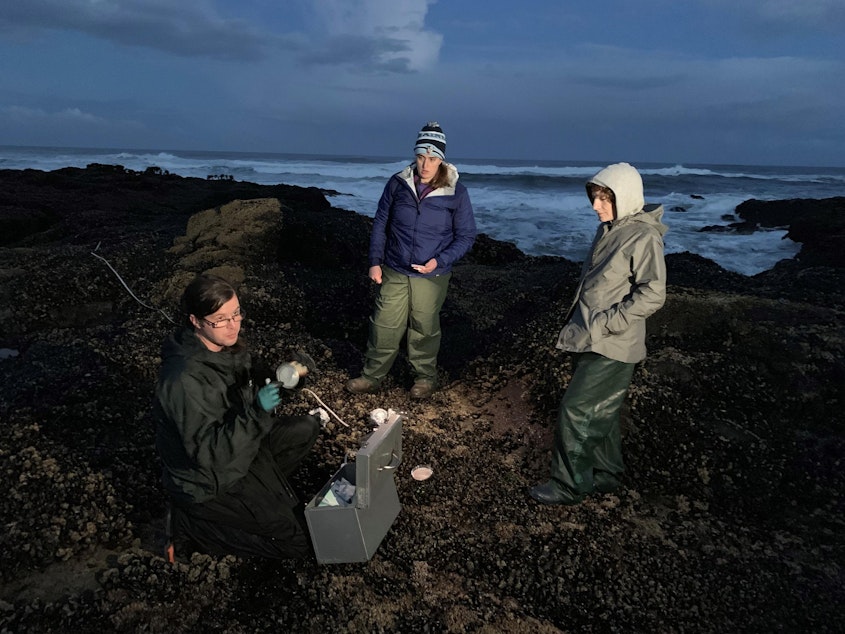 caption: OSU researchers Andrew Williams, from left, Katherine Lasdin and Susanne Brander collected mussels and whelks at Yachats, Oregon, on Sept. 28.
