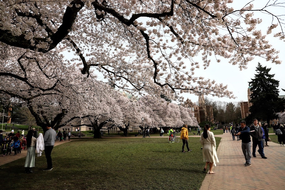 caption: Cherry blossoms bloom on the University of Washington campus on March 23, 2022.