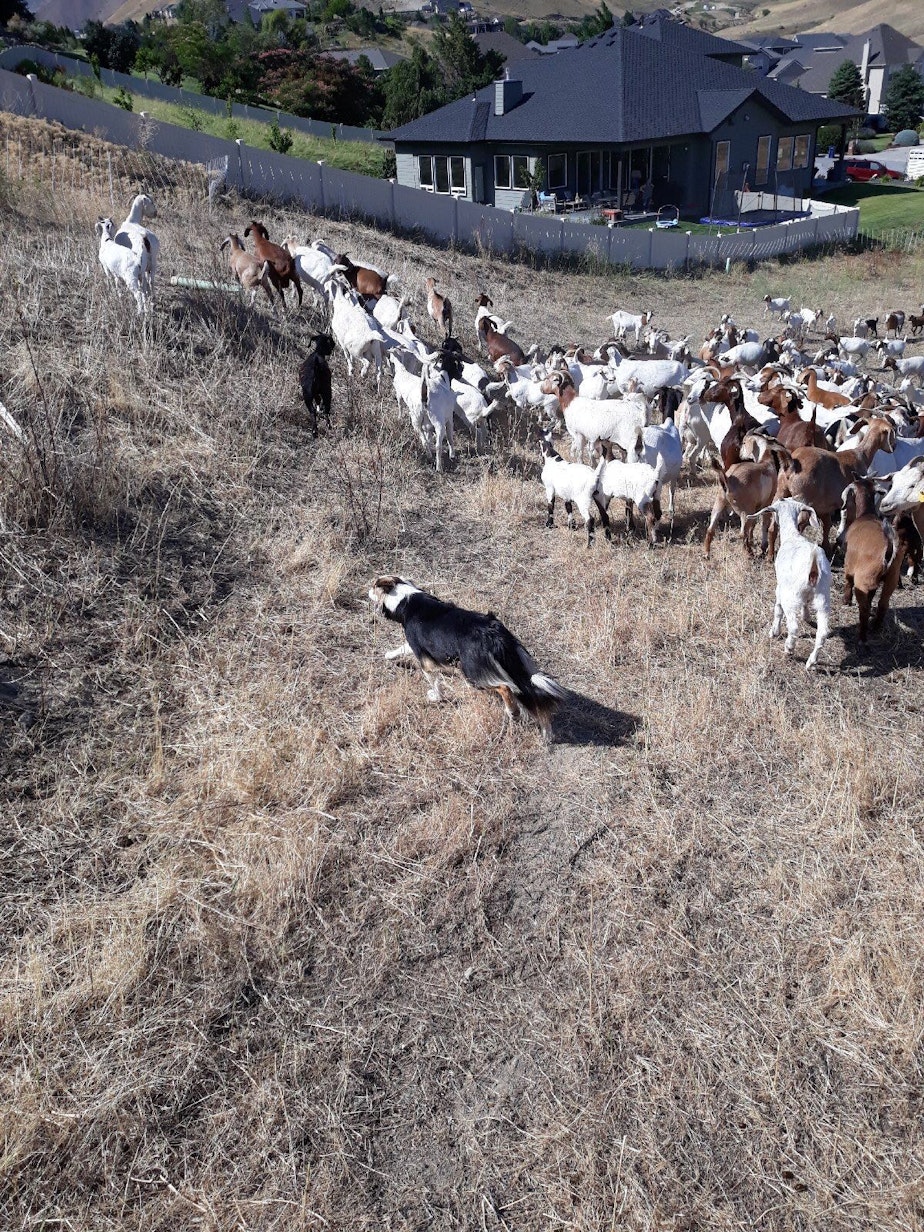 caption: Junebug, Bill Porter's border collie, herds the goats behind the Broadview neighborhood of Wenatchee in July 2019.